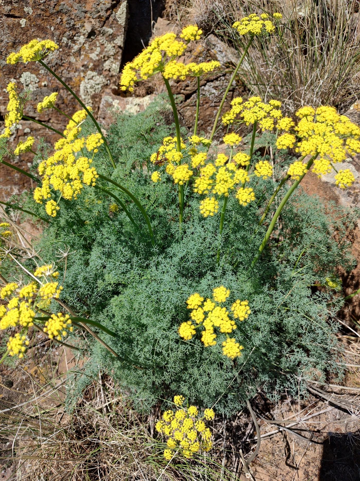 Apiaceae image